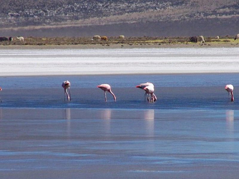 TOUR A LA RESERVA NACIONAL DE SALINAS Y AGUADA BLANCA