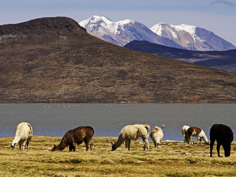 TOUR A LA RESERVA NACIONAL DE SALINAS Y AGUADA BLANCA