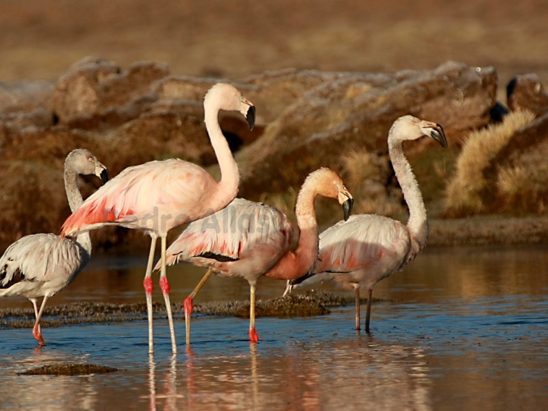 TOUR A LA RESERVA NACIONAL DE SALINAS Y AGUADA BLANCA