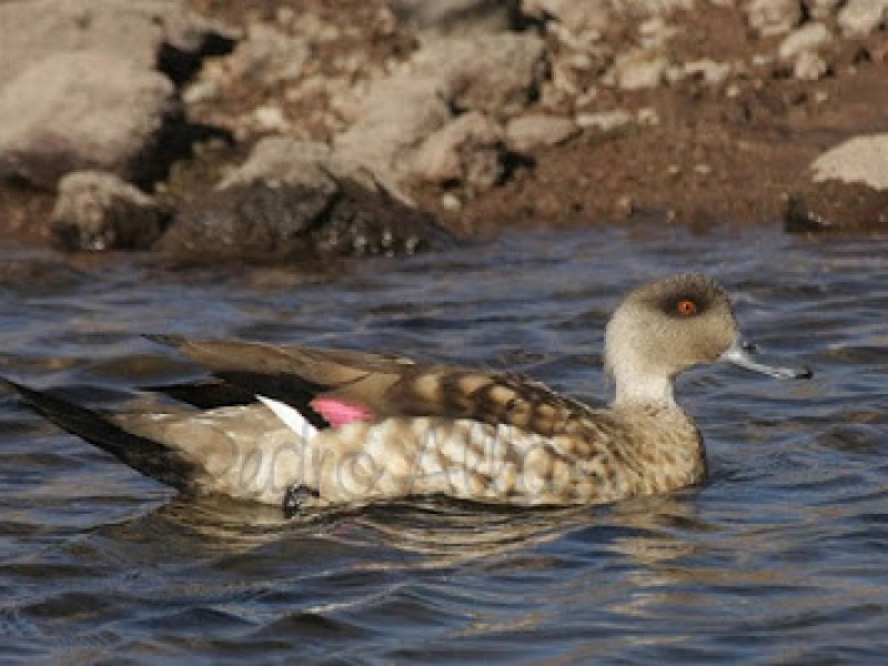 TOUR A LA RESERVA NACIONAL DE SALINAS Y AGUADA BLANCA