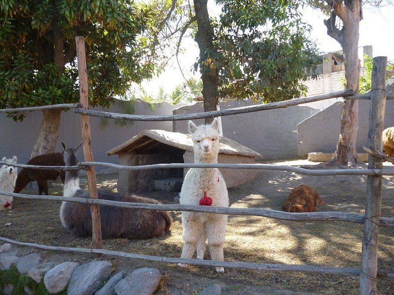 CAMPIÑA TOURS- 4 HORAS