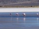 TOUR A LA RESERVA NACIONAL DE SALINAS Y AGUADA BLANCA